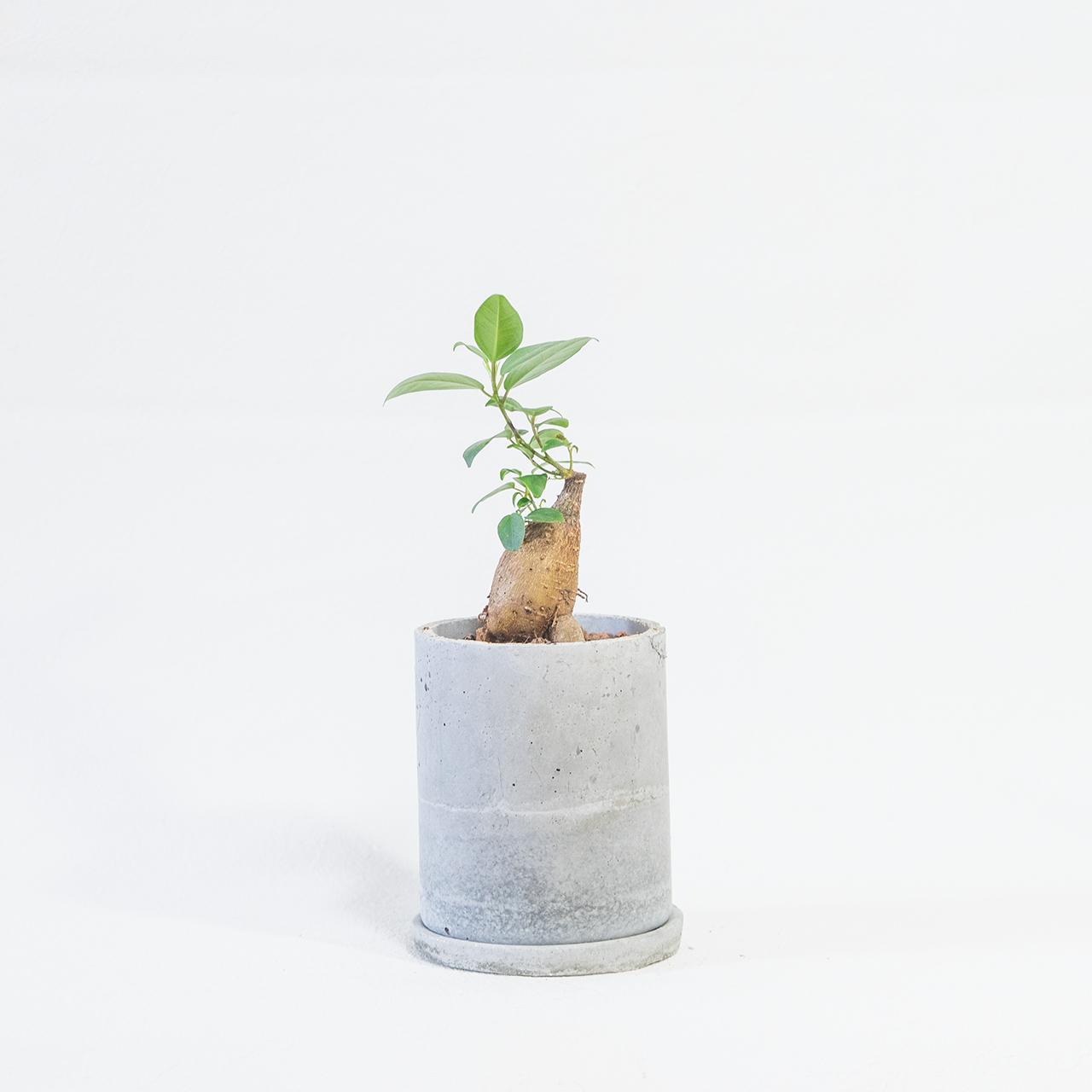 ≪ 観葉 ≫幹がぷっくり可愛い！コンパクトで飾りやすいガジュマルの鉢植え｜手づくりモルタル鉢｜送料全国一律850円