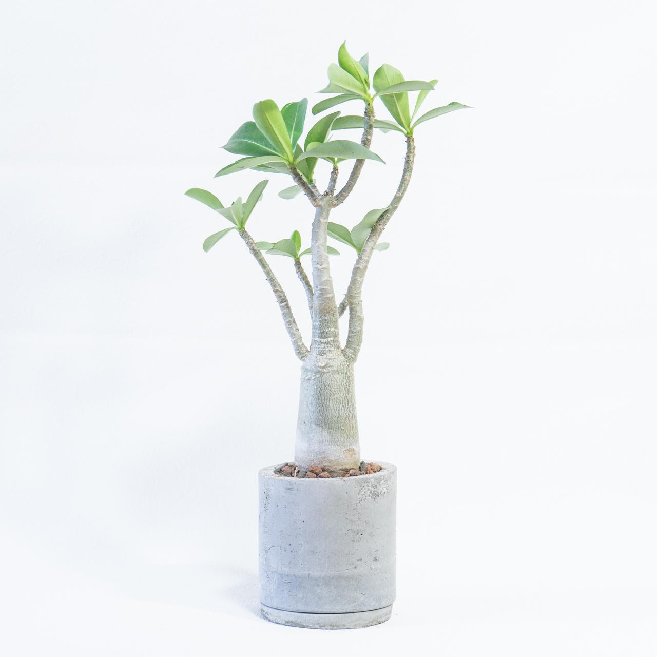 ≪ 多肉植物 ≫木のように整った樹形が魅力なタコ足アデニウムの鉢植え｜手作りモルタル鉢｜送料全国一律850円1枚目の画像