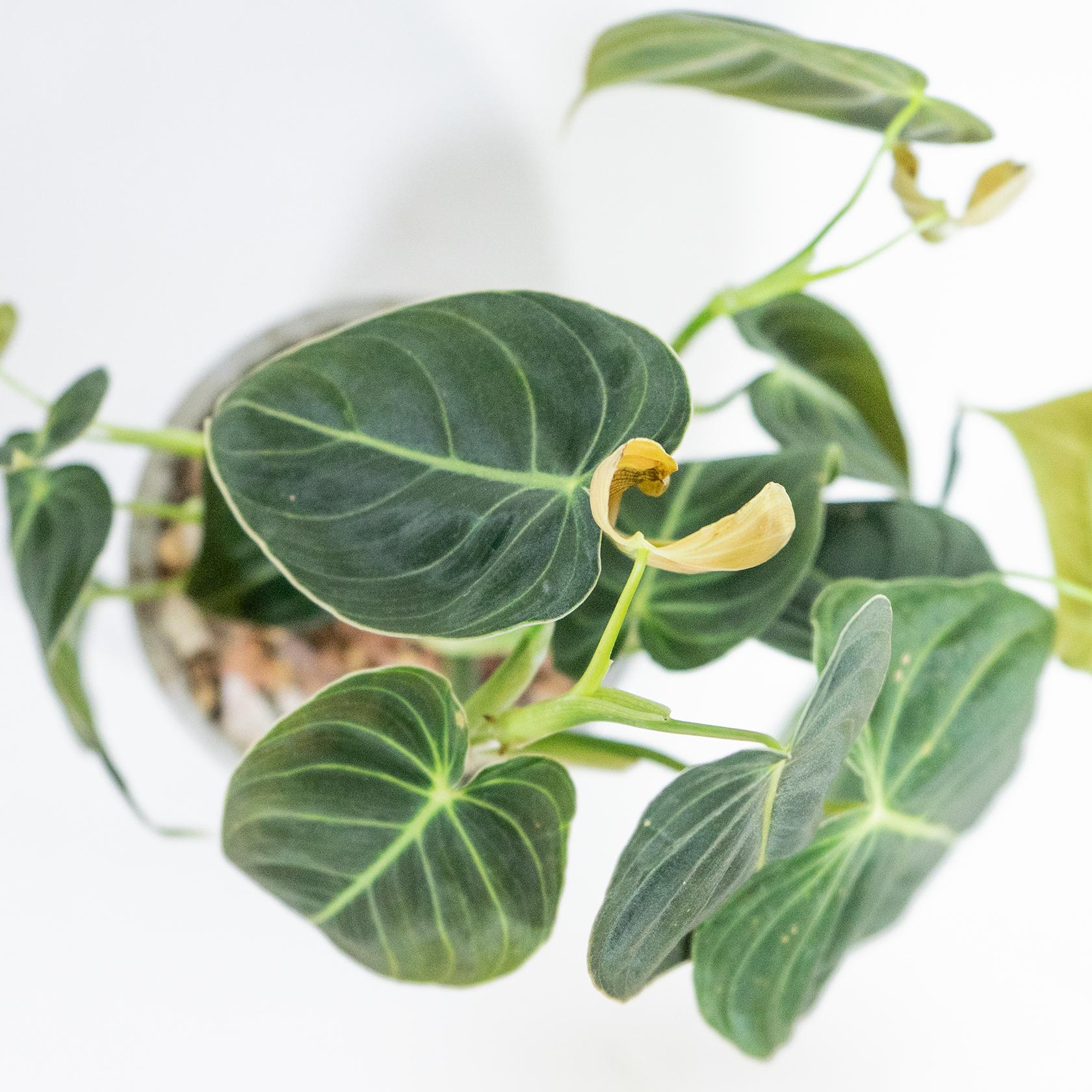 ≪観葉植物≫ミリタリーテイストな葉模様｜エスキナンサス・マルモラタスの鉢植え｜手づくりモルタル鉢｜送料全国一律850円 | 6枚目