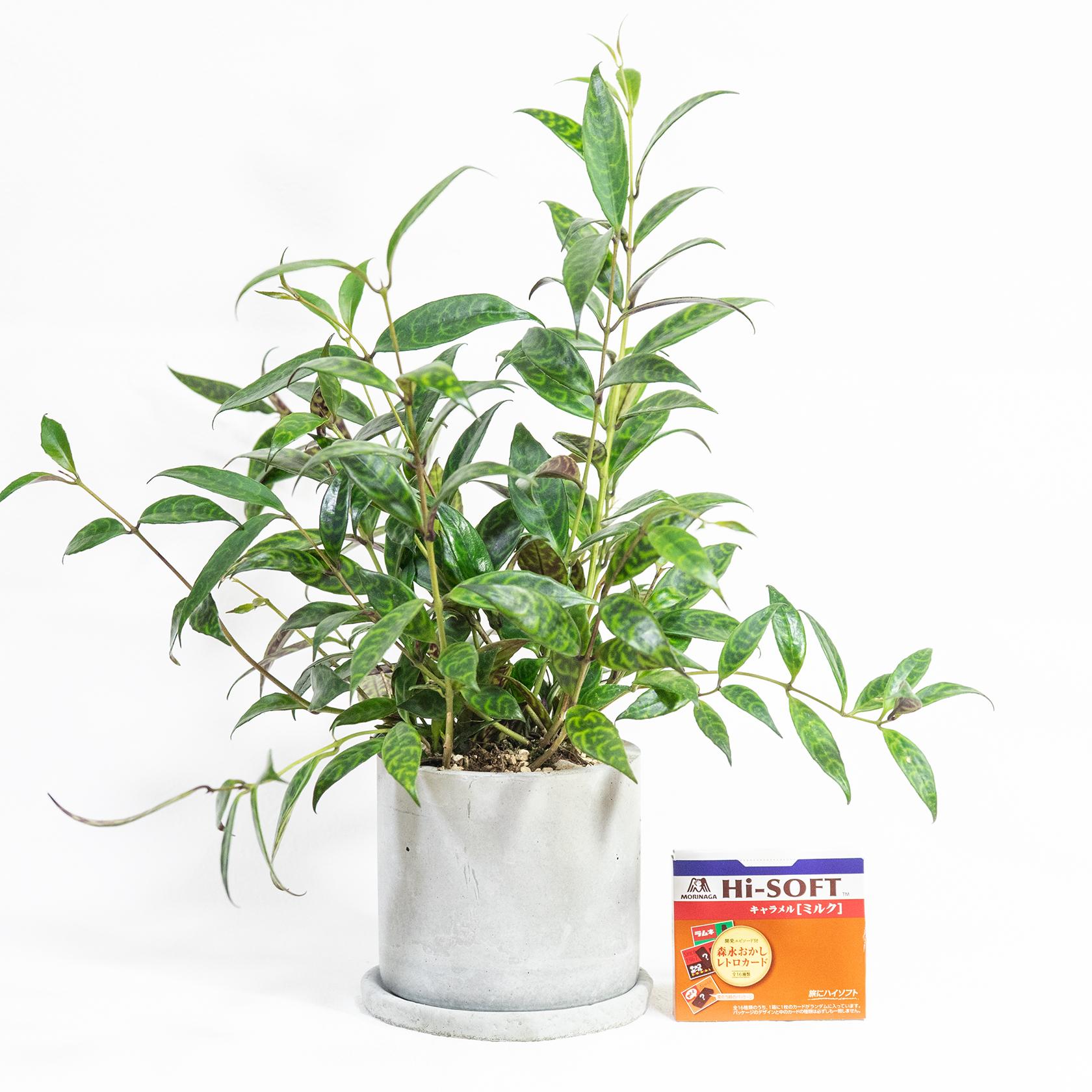 ≪観葉植物≫ミリタリーテイストな葉模様｜エスキナンサス・マルモラタスの鉢植え｜手づくりモルタル鉢｜送料全国一律850円 | 2枚目