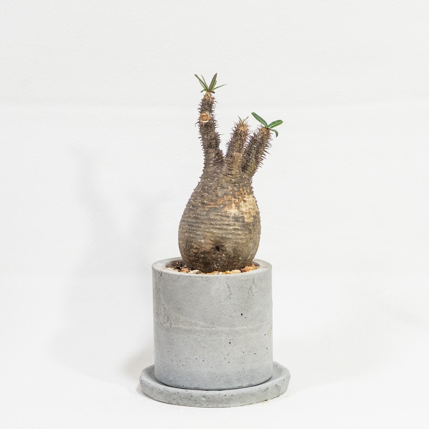 ≪ レア植物 ≫丸み際立つ美フォルム｜グラキリスの鉢植え（現地株／発根済）｜手作りのモルタル鉢｜送料全国一律850円