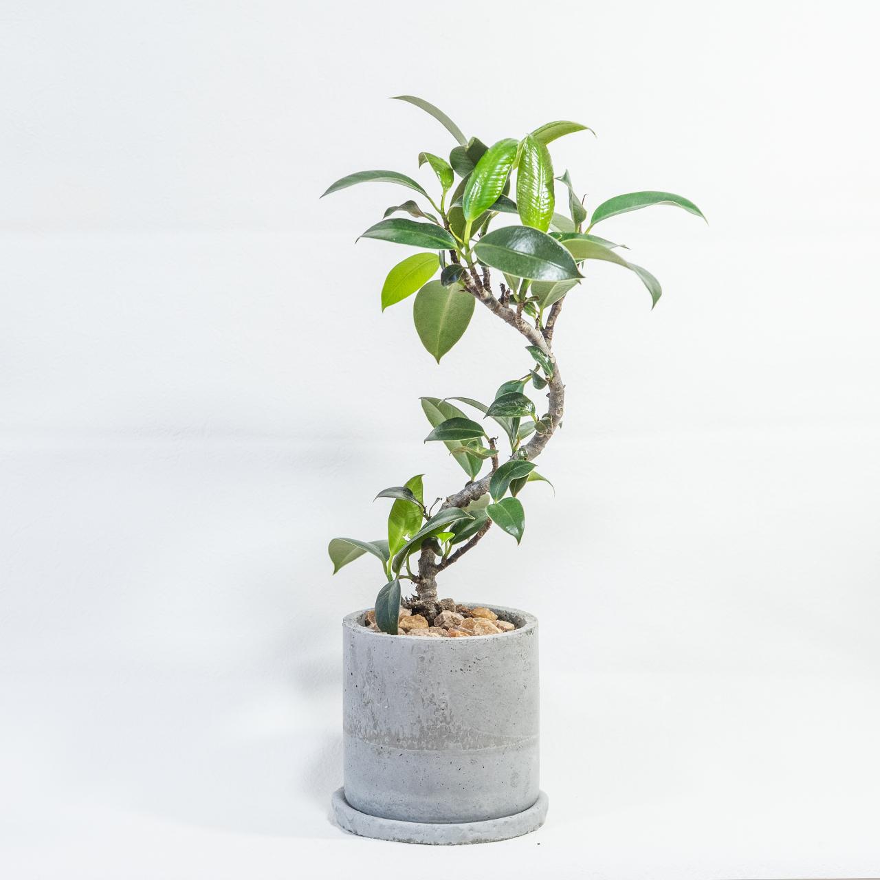 ≪ 観葉植物 ≫アートのような曲線美｜フランスゴムの木の鉢植え｜無機質な自作モルタル鉢｜送料全国一律850円