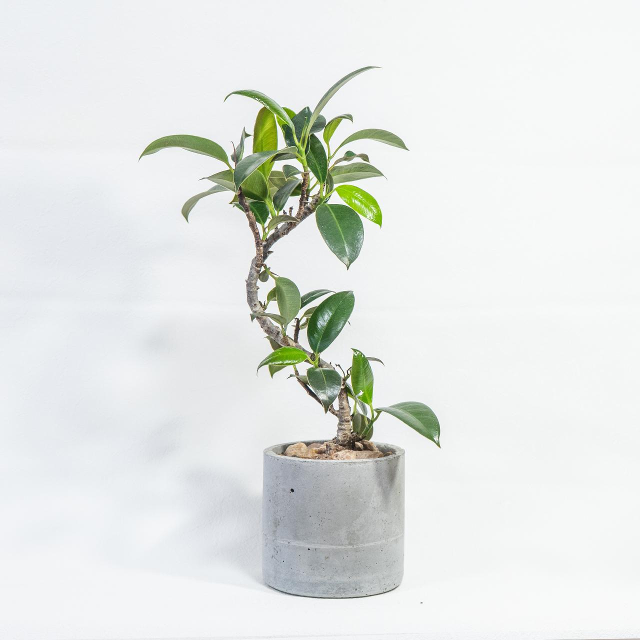 ≪ 観葉植物 ≫アートのような曲線美｜フランスゴムの木の鉢植え｜無機質な自作モルタル鉢｜送料全国一律850円 | 5枚目