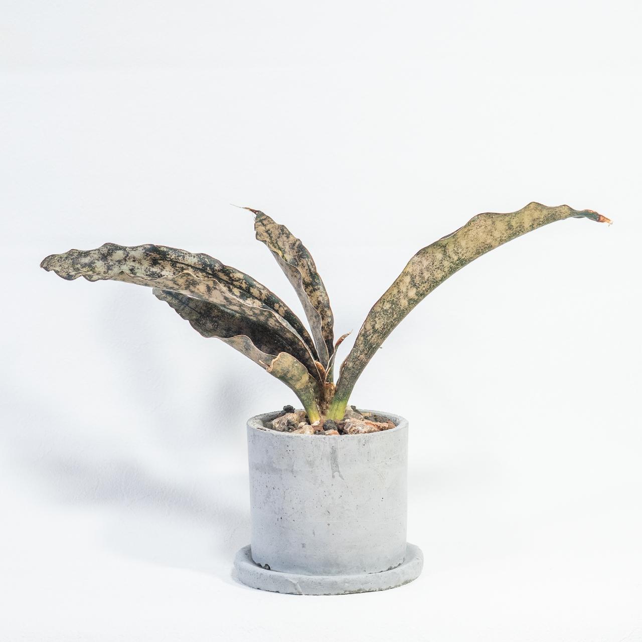 ≪ 観葉 ≫迷彩×メタリックな銅葉が魅力｜サンセベリア・コパトーンの鉢植え｜手作りのモルタル鉢｜送料全国一律850円1枚目の画像