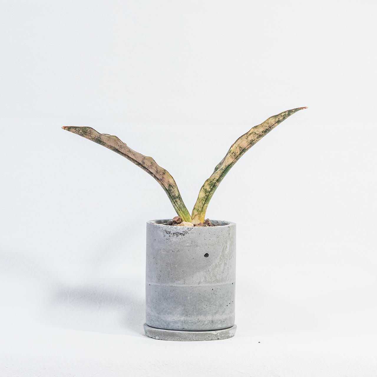 ≪ 観葉植物 ≫銅葉と迷彩模様の美コントラスト｜サンセベリア・コパトーンの鉢植え｜手作りモルタル鉢｜送料全国一律850円 | 3枚目