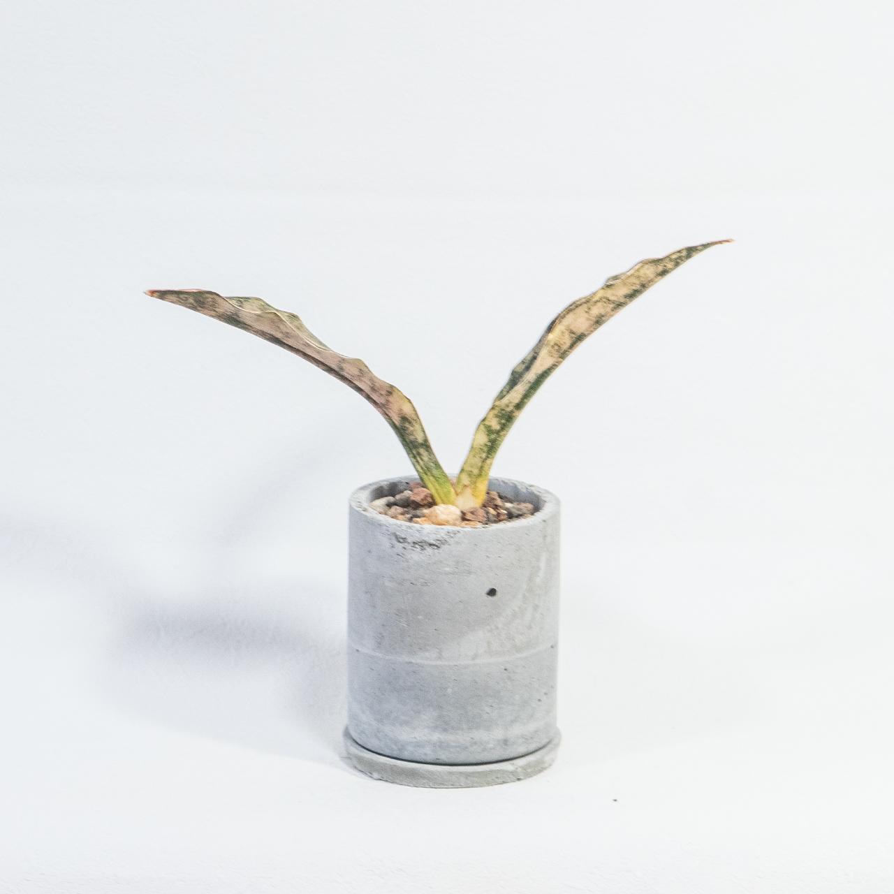 ≪ 観葉植物 ≫銅葉と迷彩模様の美コントラスト｜サンセベリア・コパトーンの鉢植え｜手作りモルタル鉢｜送料全国一律850円1枚目の画像