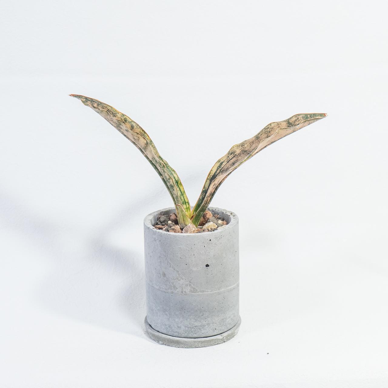 ≪ 観葉植物 ≫銅葉と迷彩模様の美コントラスト｜サンセベリア・コパトーンの鉢植え｜手作りモルタル鉢｜送料全国一律850円 | 4枚目