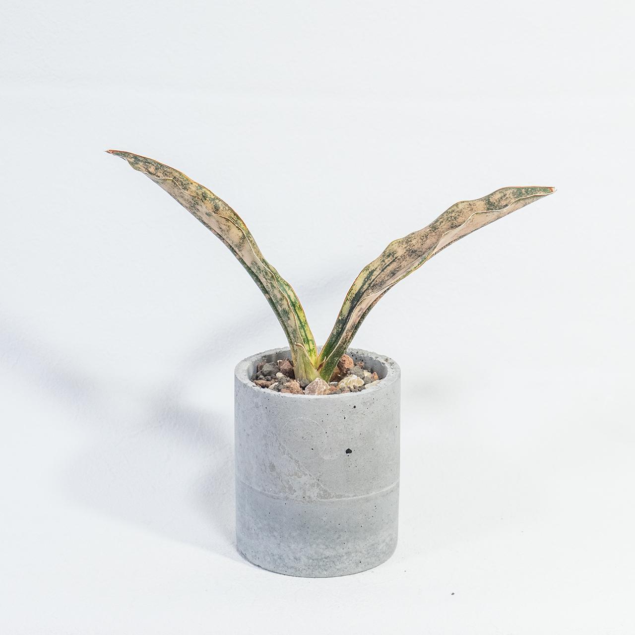 ≪ 観葉植物 ≫銅葉と迷彩模様の美コントラスト｜サンセベリア・コパトーンの鉢植え｜手作りモルタル鉢｜送料全国一律850円 | 5枚目
