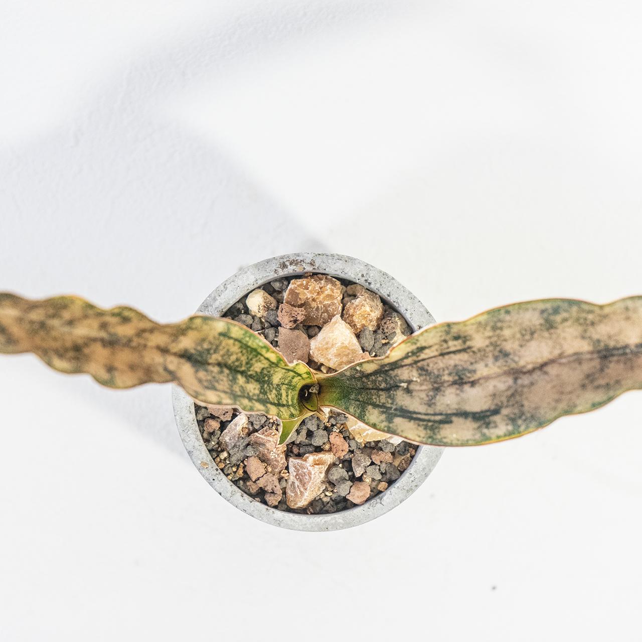 ≪ 観葉植物 ≫銅葉と迷彩模様の美コントラスト｜サンセベリア・コパトーンの鉢植え｜手作りモルタル鉢｜送料全国一律850円 | 6枚目