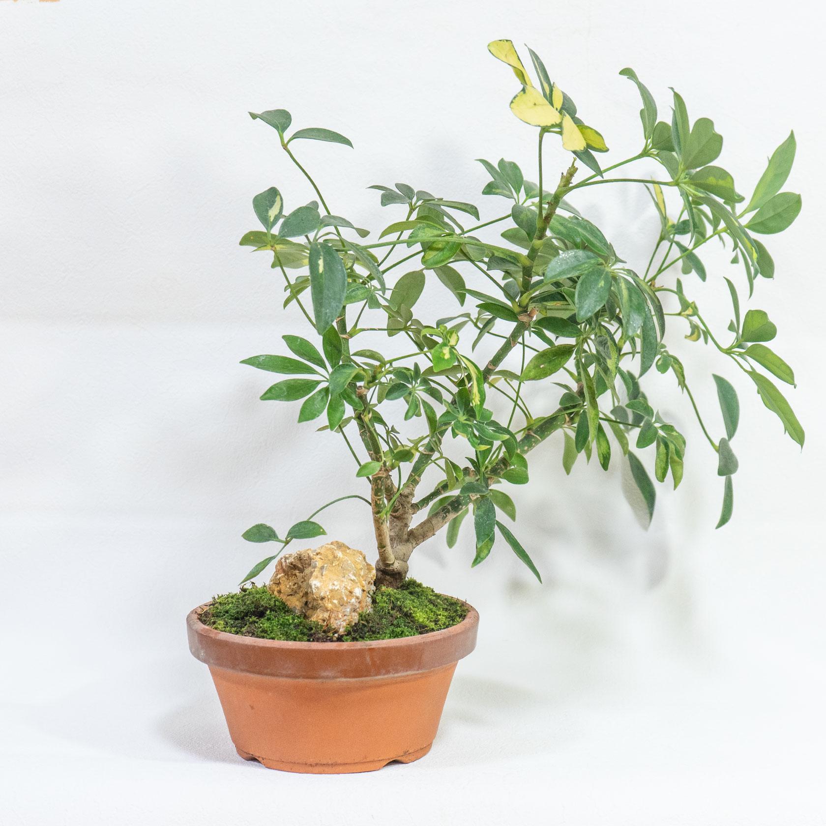 ≪ 観葉植物 ≫自然石と苔が映える素焼き鉢仕立て｜シェフレラ・バリエガータの鉢植え｜送料全国一律850円