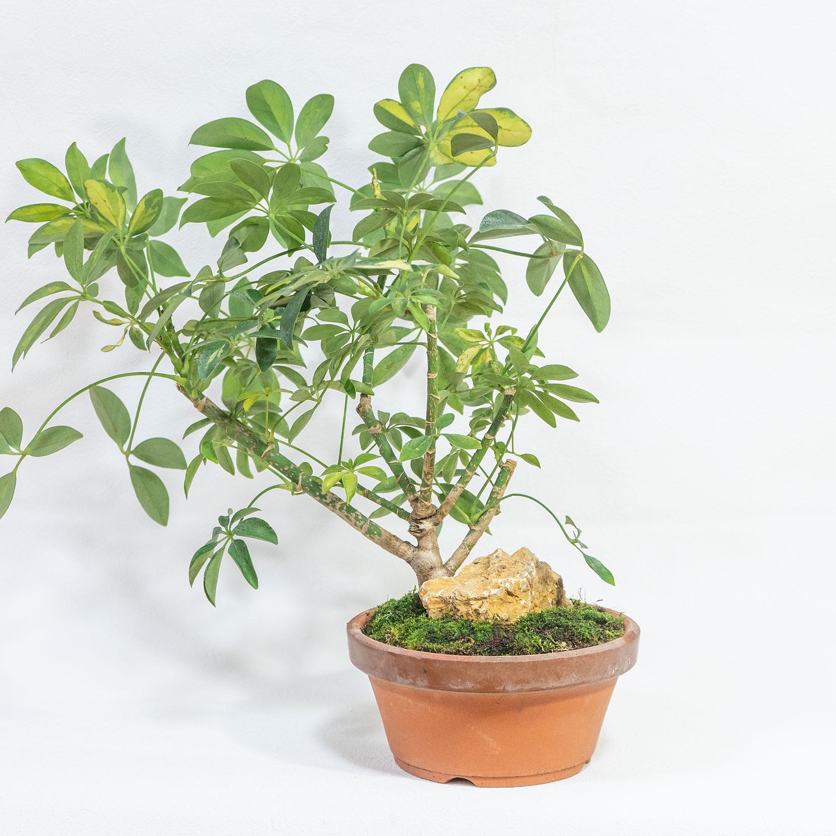 ≪ 観葉植物 ≫自然石と苔が映える素焼き鉢仕立て｜シェフレラ・バリエガータの鉢植え｜送料全国一律850円 | 2枚目