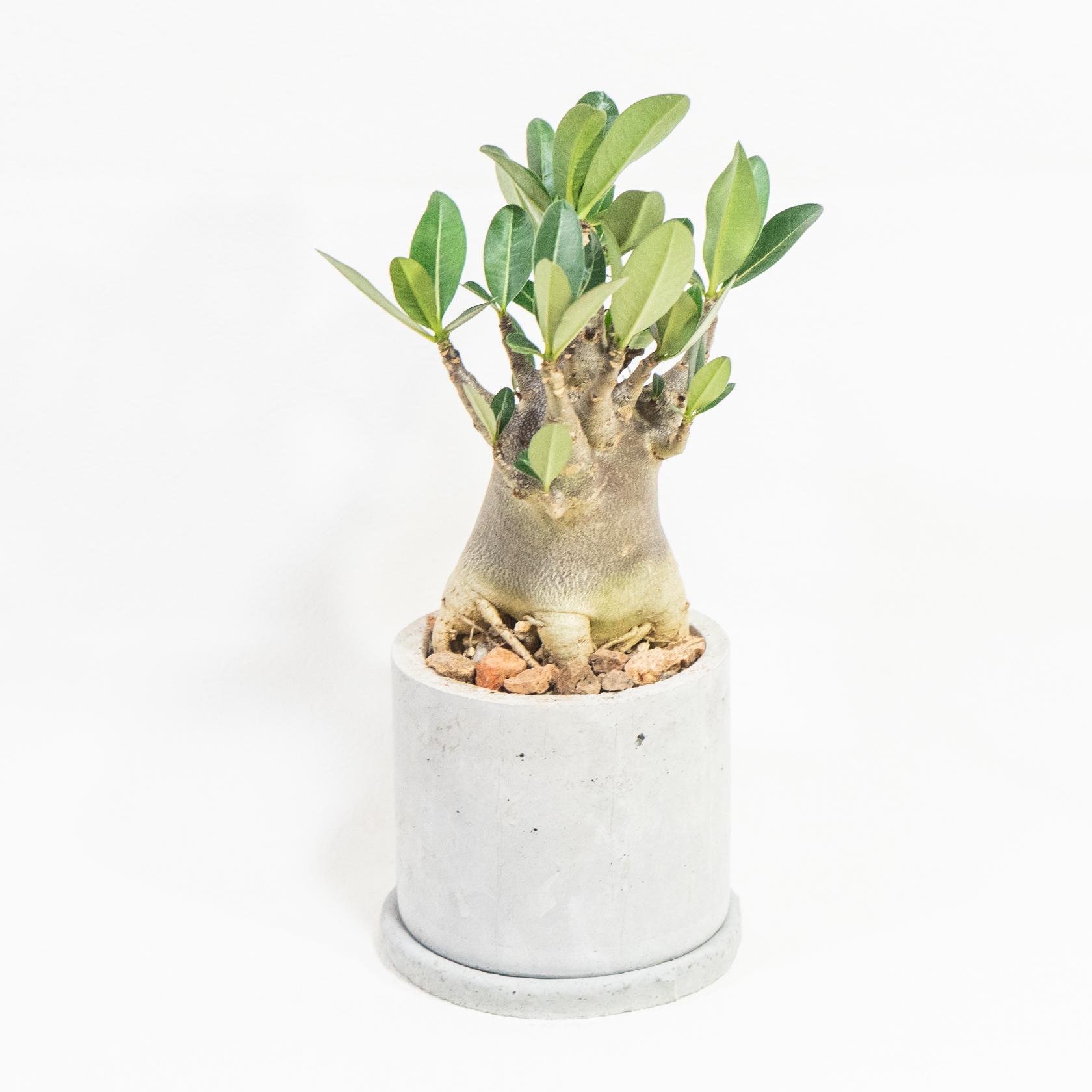 ≪ 多肉植物 ≫黒肌の塊根植物｜アデニウム・ブラックの鉢植え｜シンプルな手作りモルタル鉢｜全国一律850円1枚目の画像